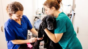 Veterinary Care Assistant Jobs UK